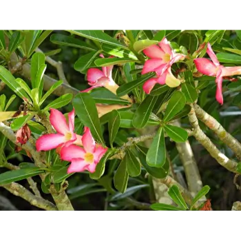 adenium plant (38)-7660991-55057.webp
